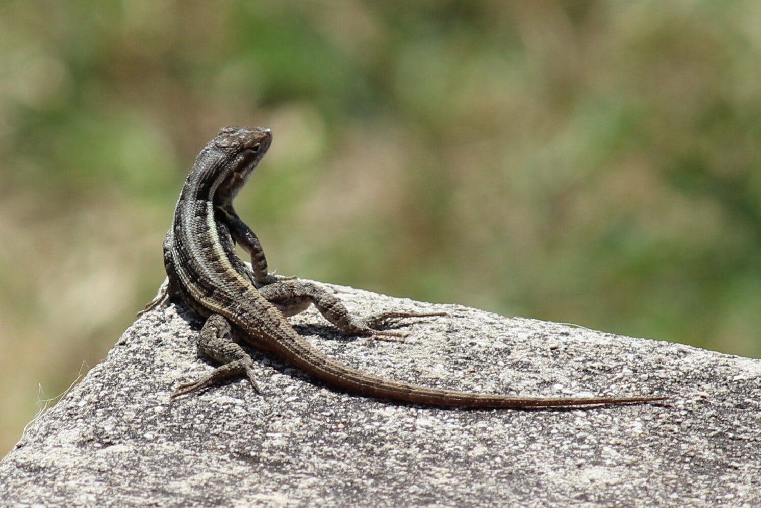 Do Lizards Hibernate? Fauna Facts