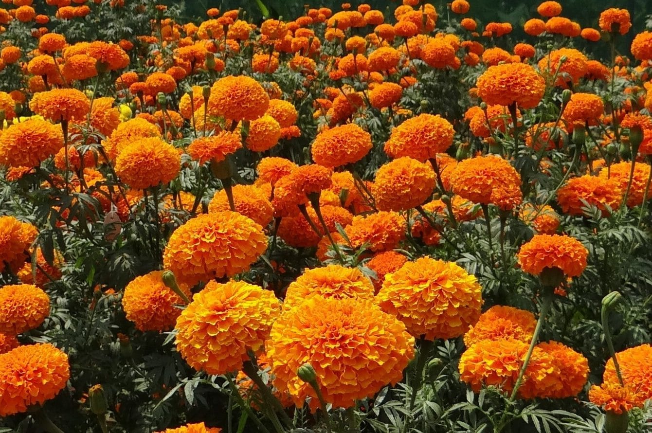 What Smells Do Snakes Hate? Fauna Facts