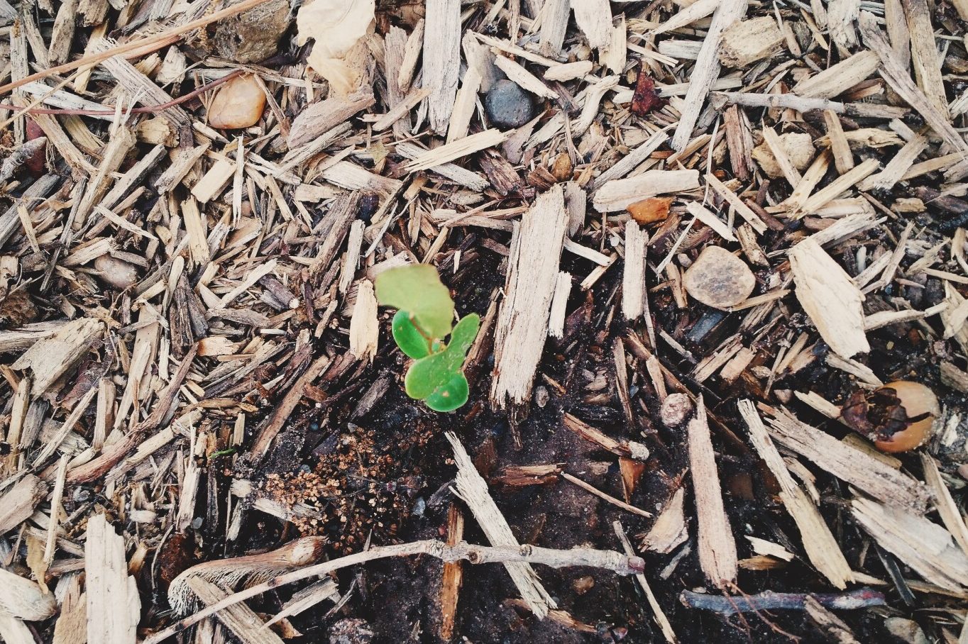 Does Mulch Attract Ants? (Not Directly…) Fauna Facts