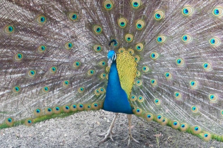 Do Peacocks Eat Snakes? Fauna Facts