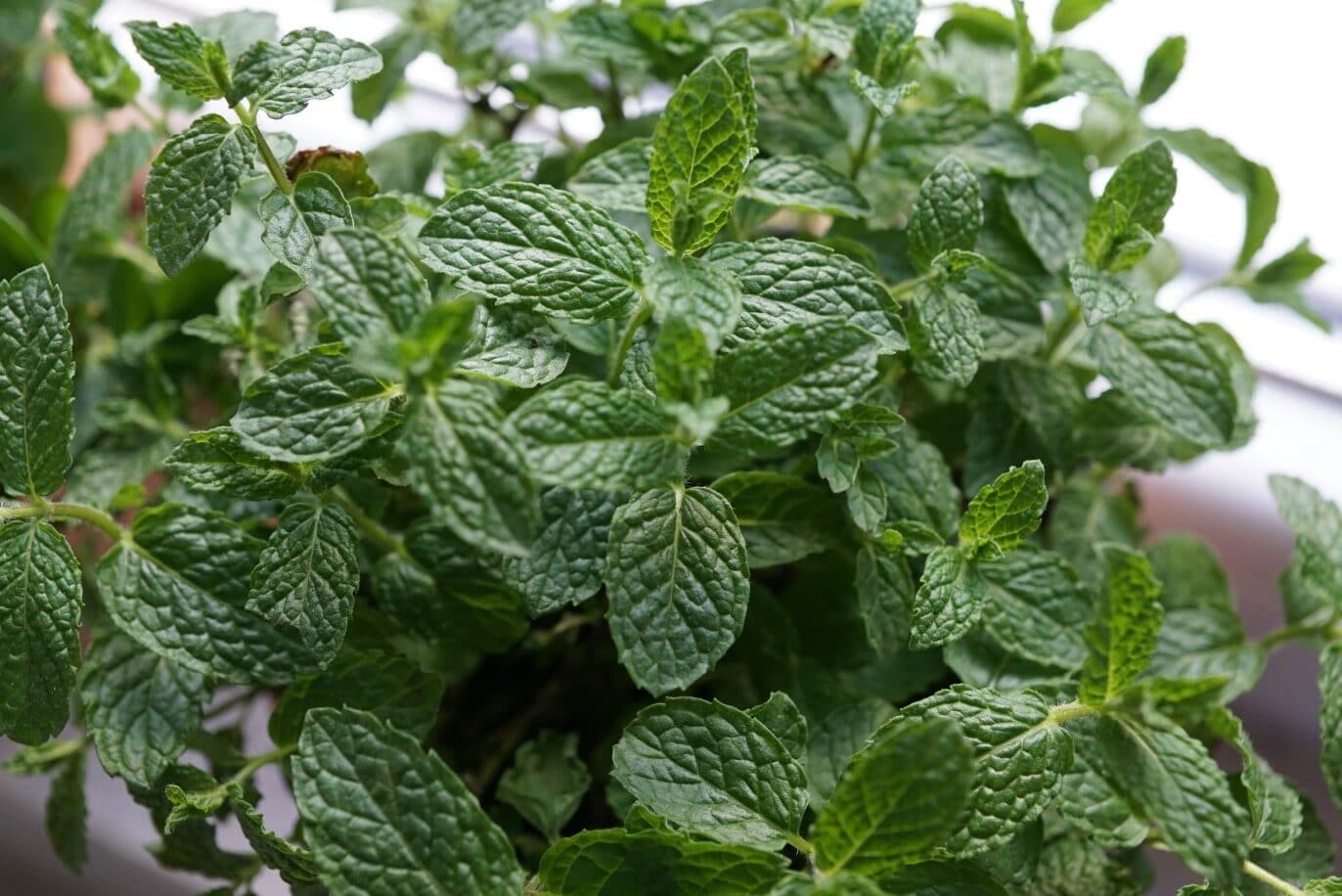 Does Peppermint Oil Repel Snakes? Fauna Facts