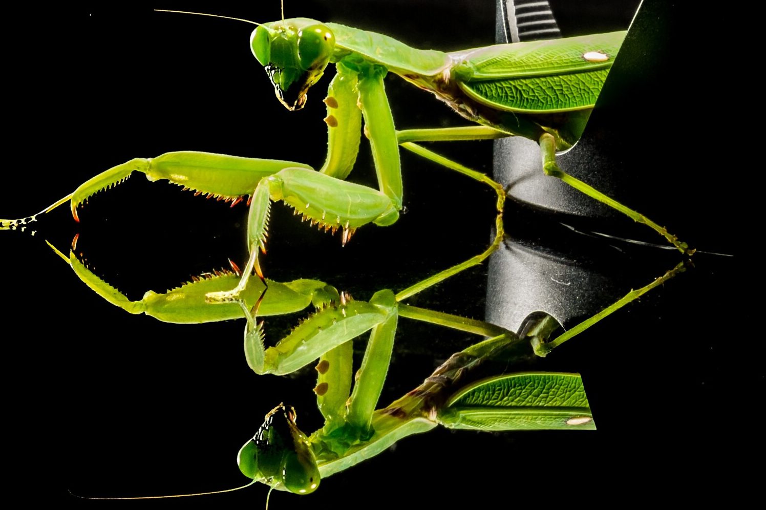 Can A Praying Mantis Kill A Snake? Fauna Facts