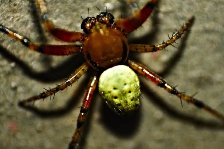Are There Spiders that Glow in the Dark? Fauna Facts