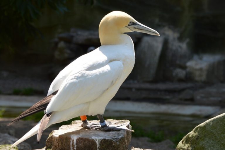 21 Birds that Make Noise at Night (List with Pictures) Fauna Facts