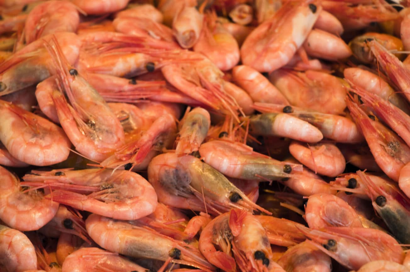 What Eats Algae? (28 Animals with Pictures) Fauna Facts