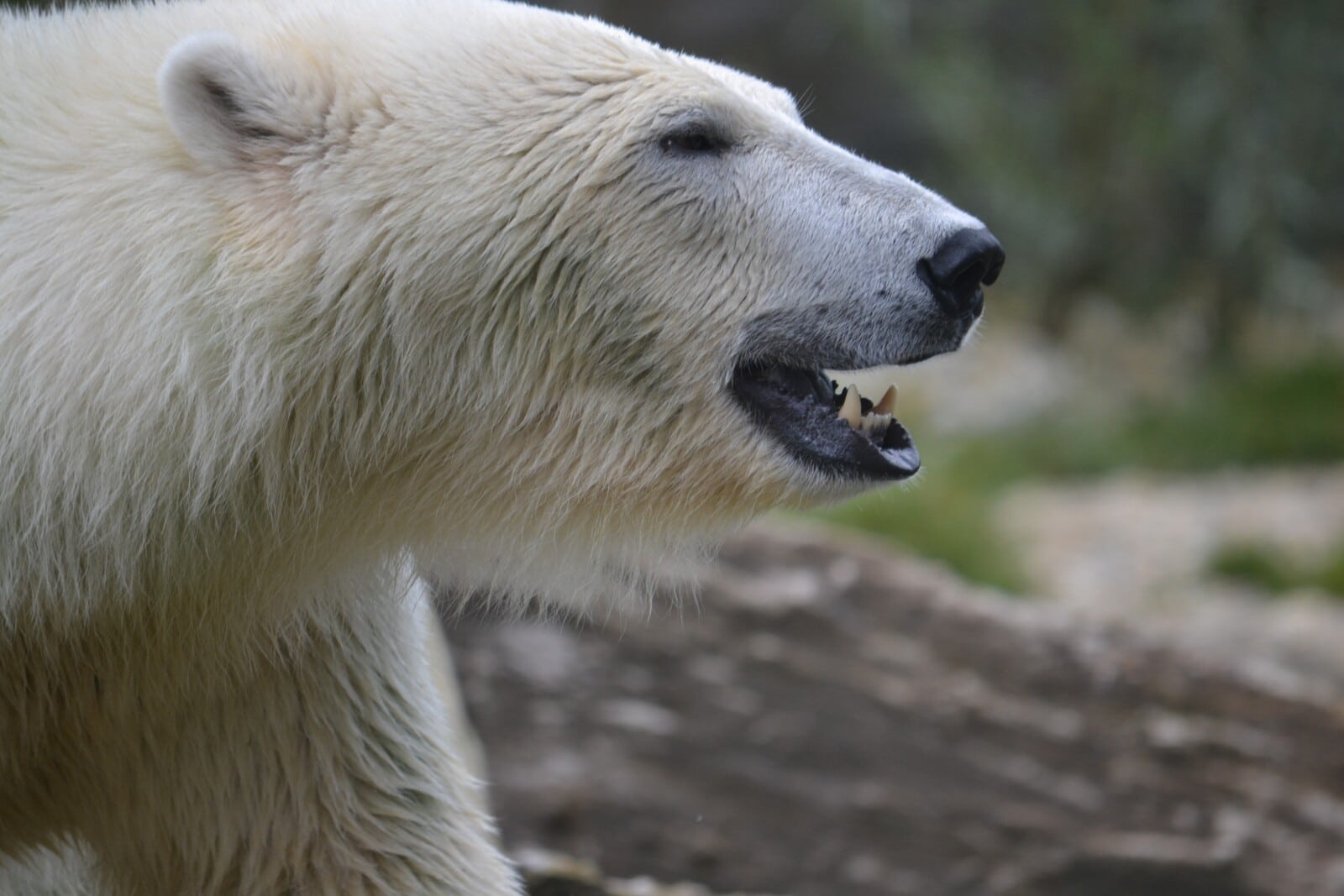 The Two Most Aggressive Bears Grizzlies And Polar Bears Fauna Facts