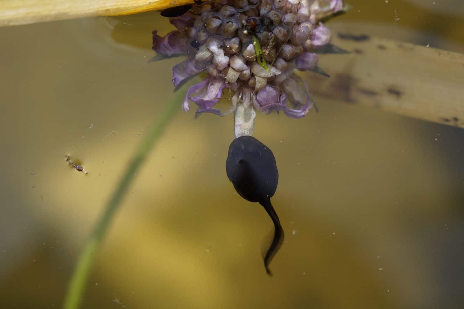 How Long Does it Take Tadpoles to Turn Into Frogs? Fauna Facts