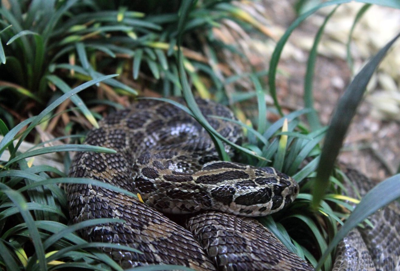 Where Do Snakes Live? Fauna Facts