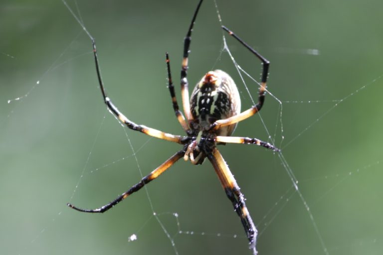 Does Alcohol Kill Spiders? Fauna Facts