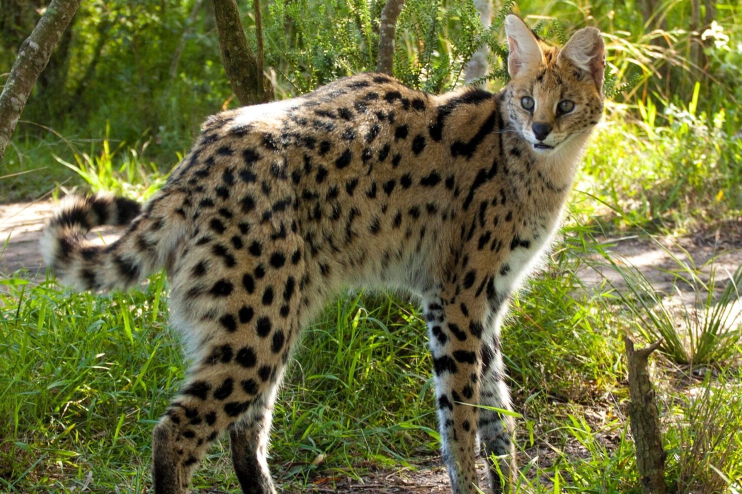 30 Animals Like Cats (A to Z List with Pictures) Fauna Facts