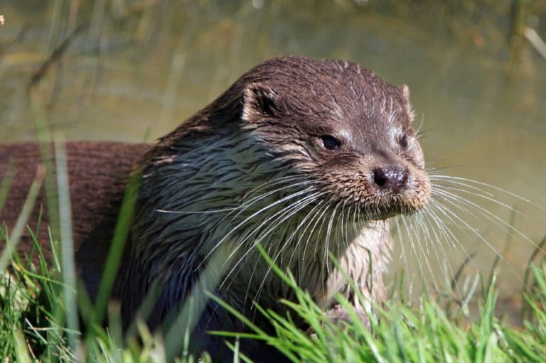 Do Otters Build Dams? Fauna Facts
