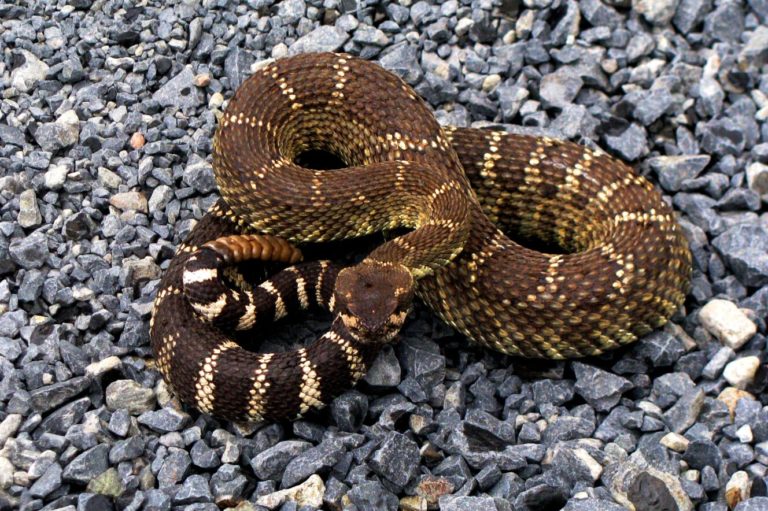 10 Snake Adaptations (Evolutionary Secrets!) Fauna Facts