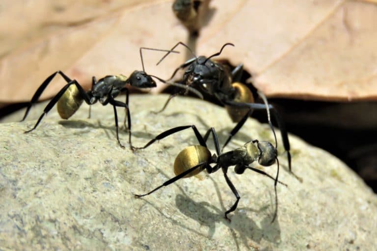 How Do Ants Smell Without Noses? (Clever Anatomy) Fauna Facts