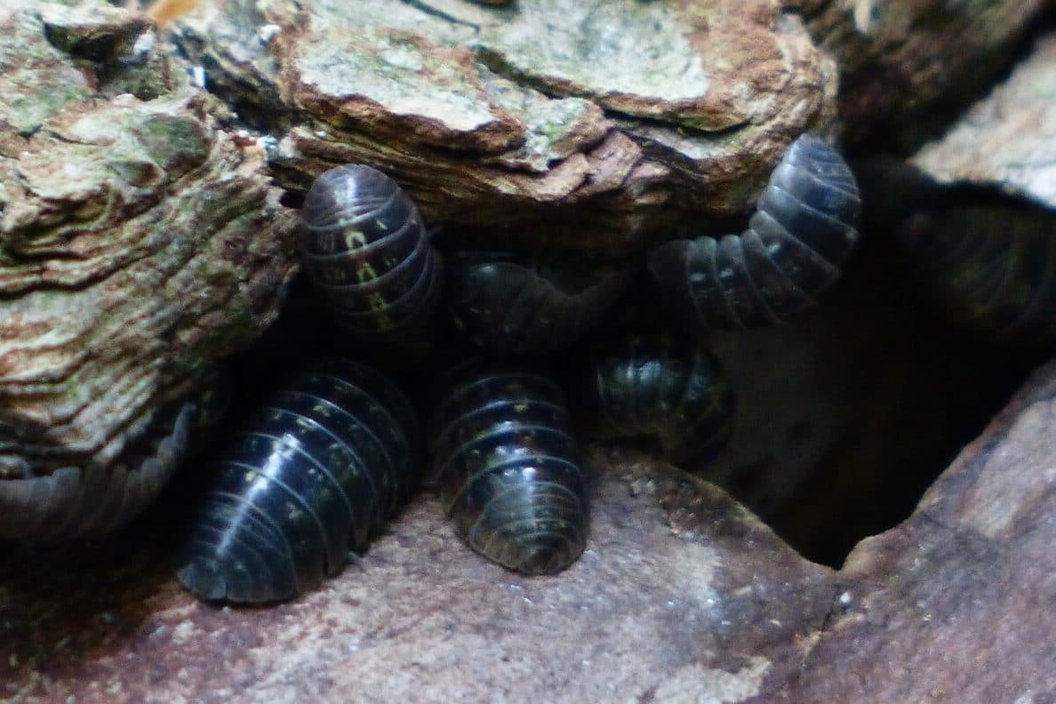 21 Animals Like Armadillos (A to Z with Pictures) Fauna Facts