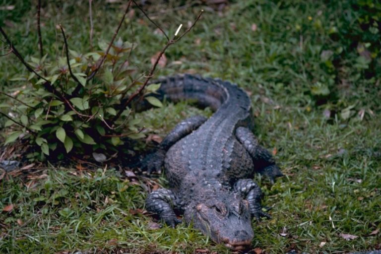 Are There Alligators in the Ozarks? Fauna Facts