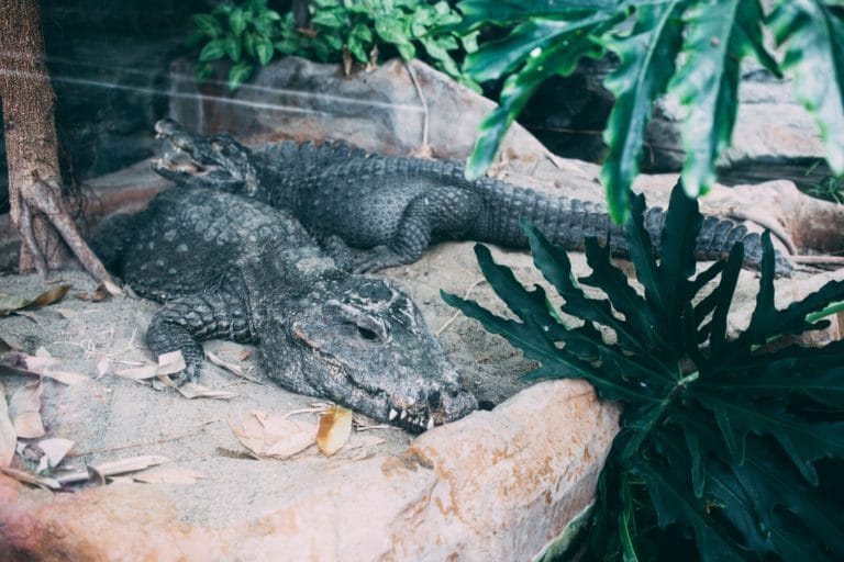 Are There Alligators in Texas? Fauna Facts
