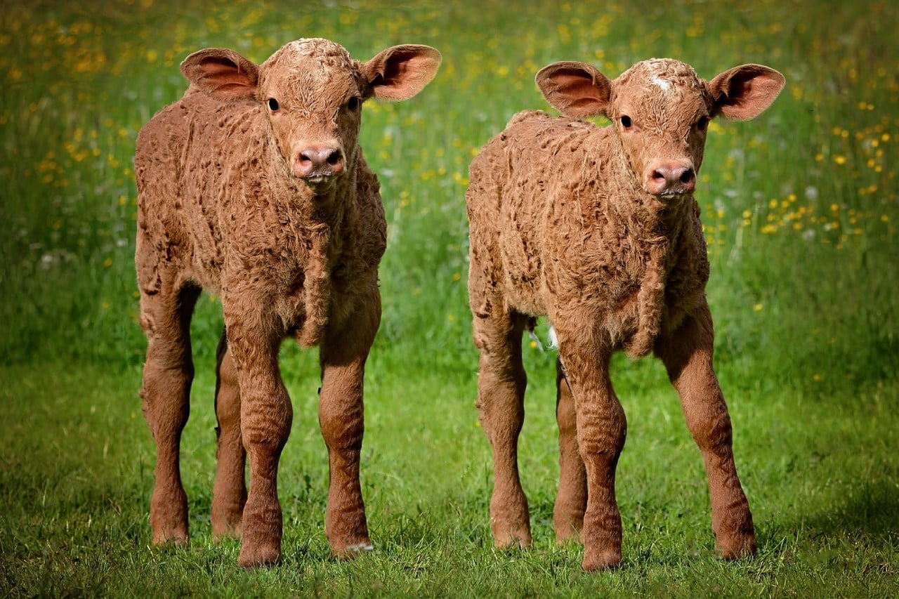 Can Cows Have Twins? Fauna Facts
