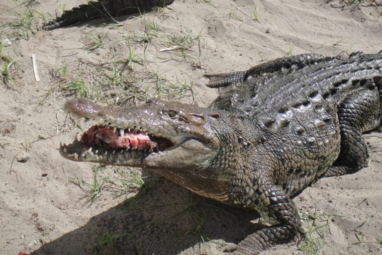 Do Alligators Eat Humans Alligator Attacks on Humans Per Year Fauna