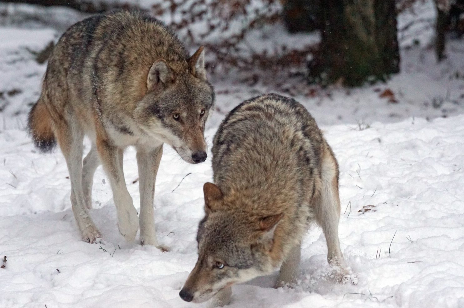 What is a Delta Wolf? (Wolf Hierarchy Explained) Fauna Facts