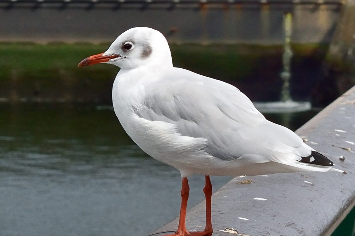 11 Animals that eat Tomatoes (with Pictures) Fauna Facts