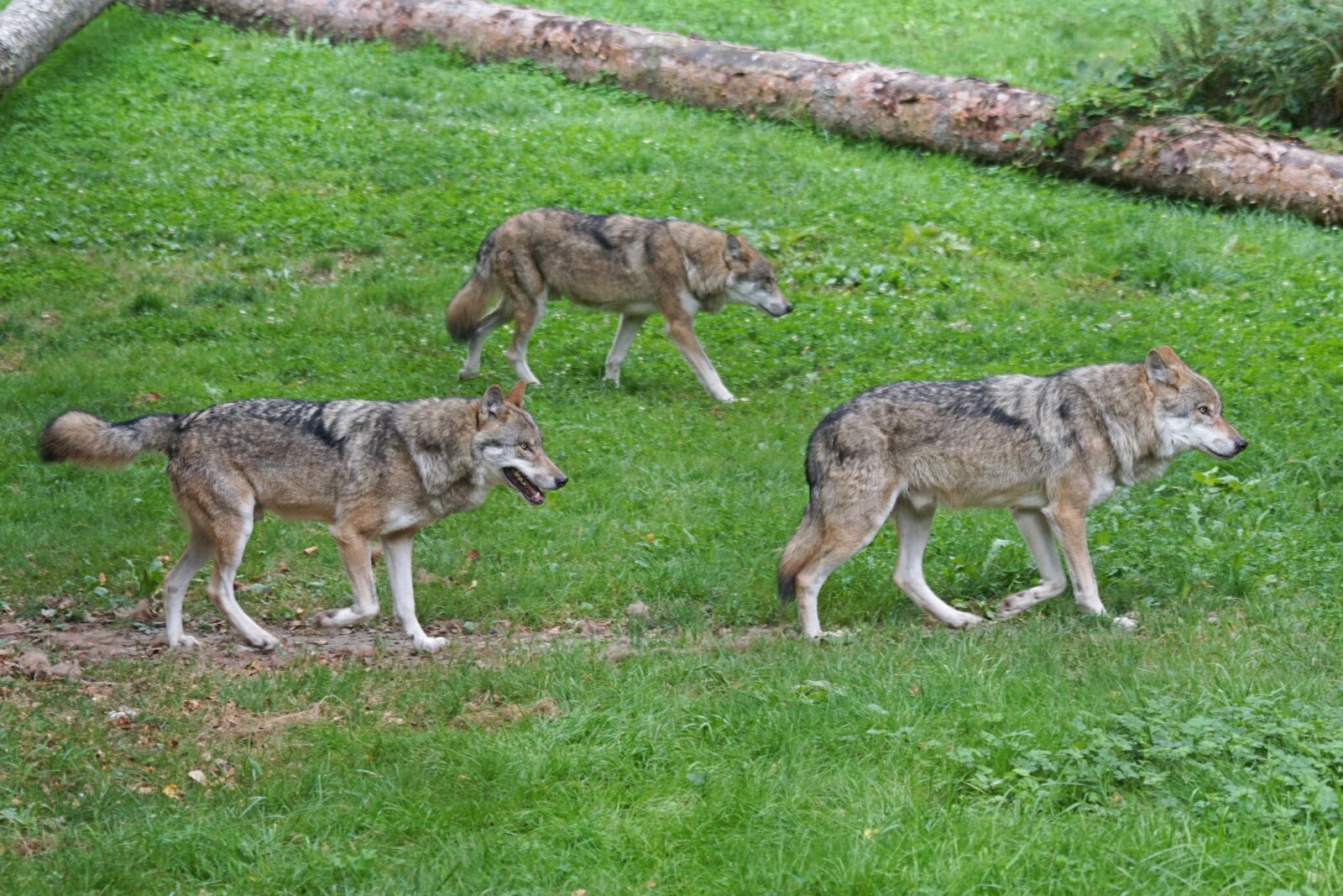 What is a Delta Wolf? (Wolf Hierarchy Explained) Fauna Facts