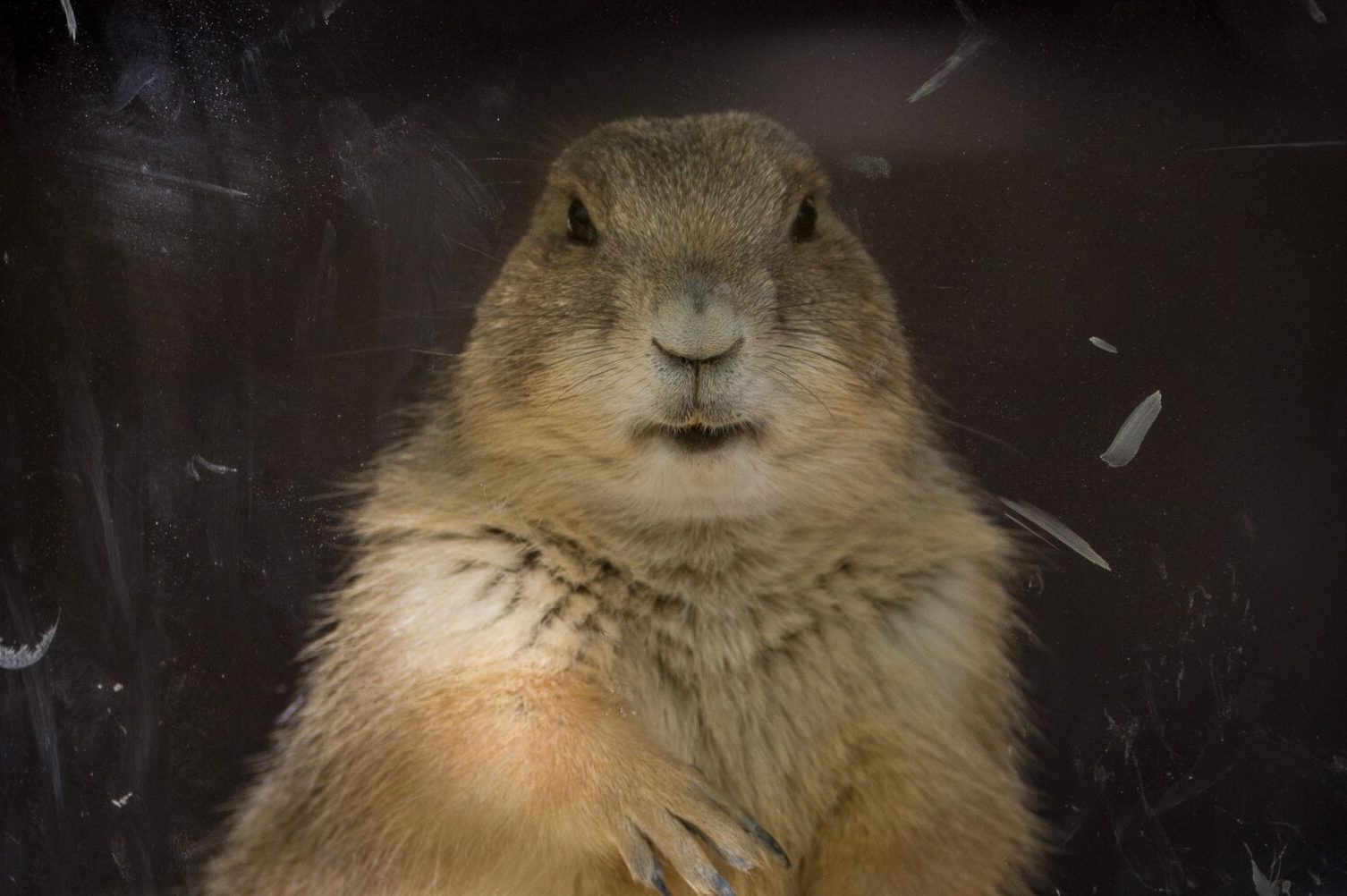 25 Rodents that Look Like Mice (A to Z List with Pictures) Fauna Facts