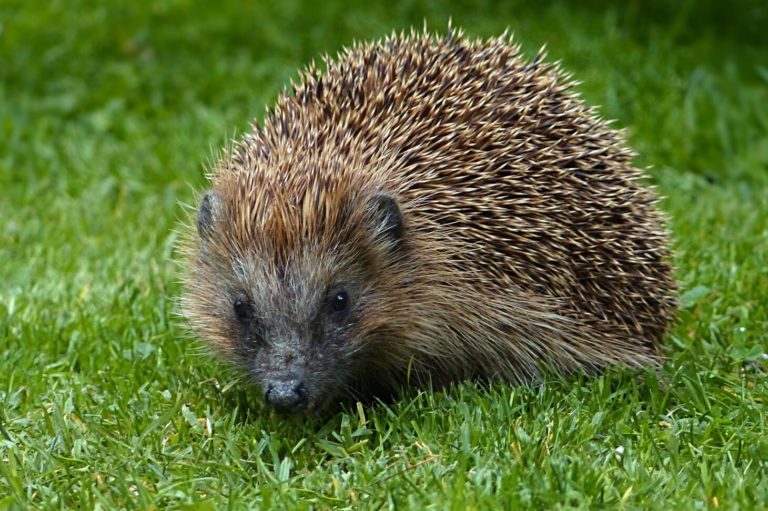 20 Animals with Spikes (A to Z List with Pictures) Fauna Facts