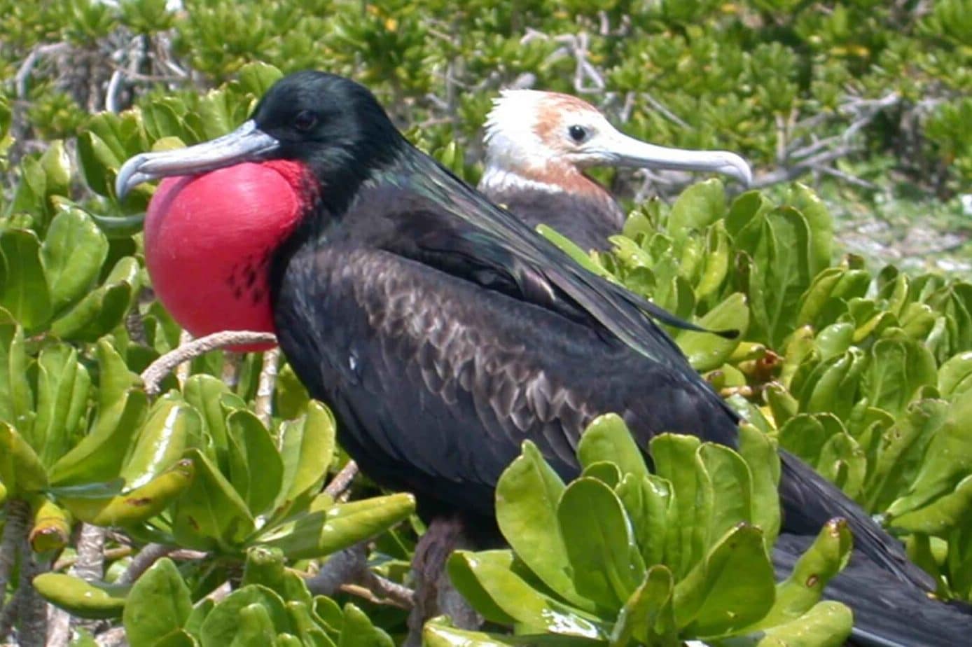 35 Birds with Webbed Feet (A to Z List with Pictures) – Fauna Facts