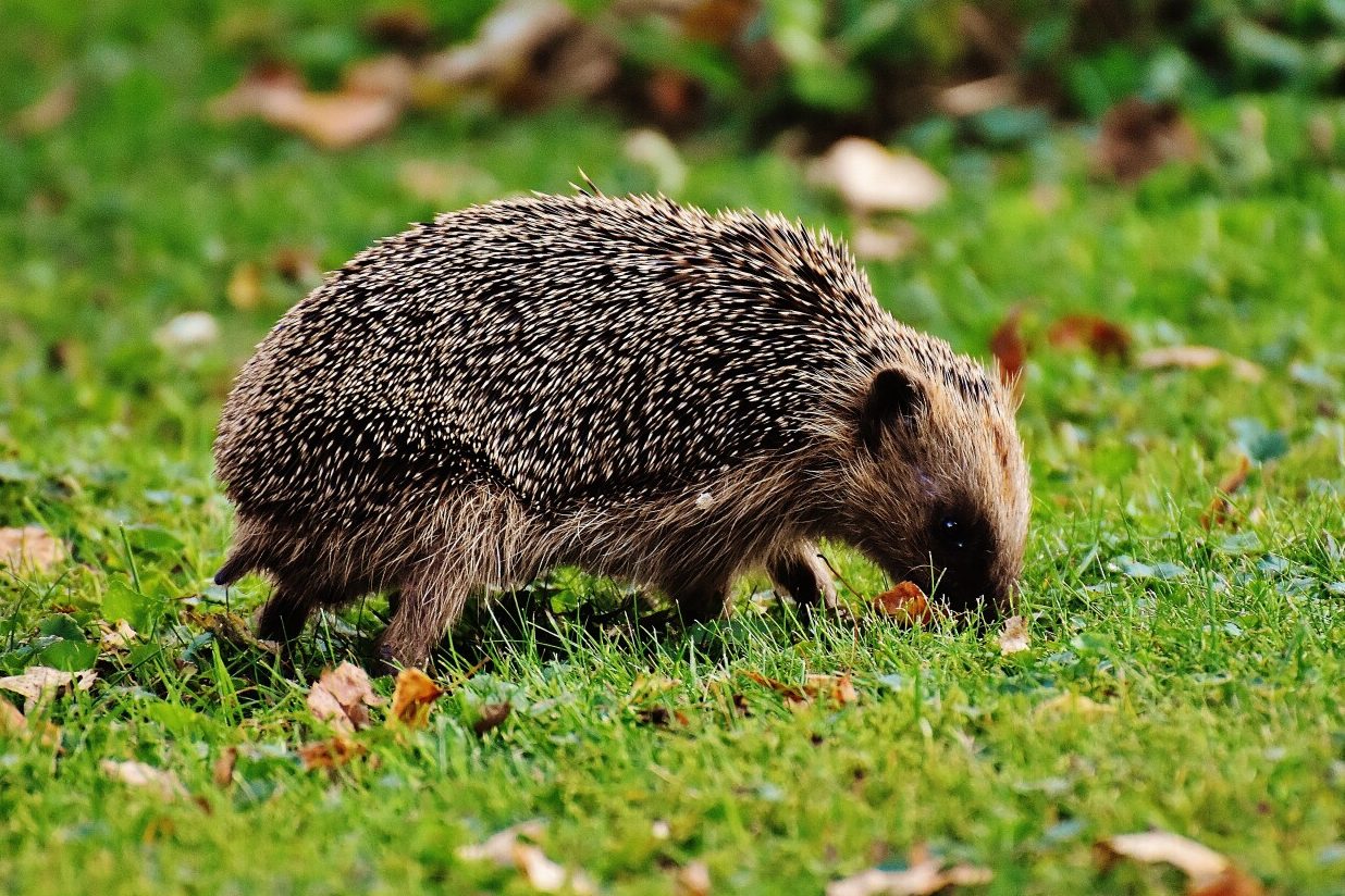 23 Animals with Quills (A to Z List with Pictures) Fauna Facts