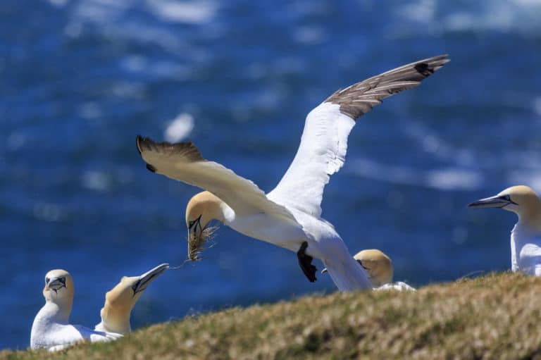 33 Birds that Eat Fish (A to Z List with Pictures) Fauna Facts