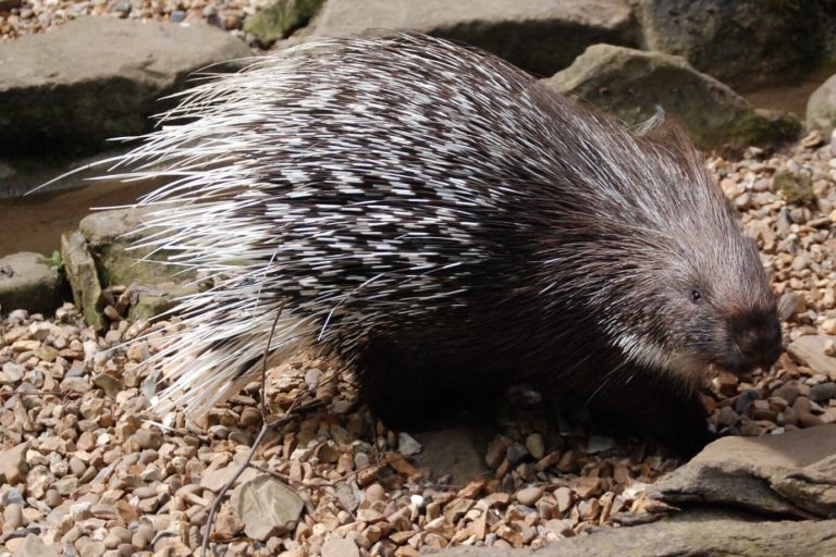 20 Animals with Spikes (A to Z List with Pictures) Fauna Facts