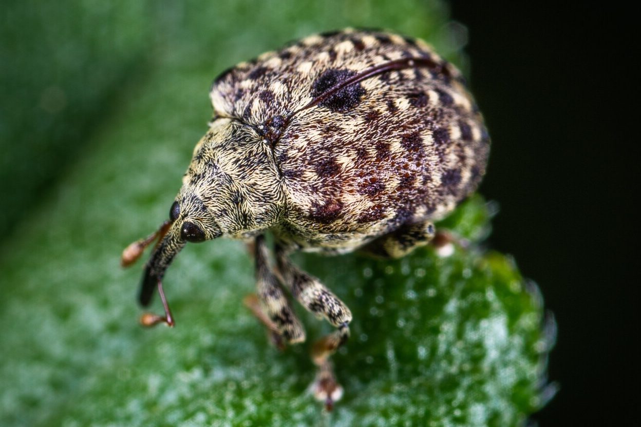 25 Insects that Are Attracted to Light (A to Z List with Pictures