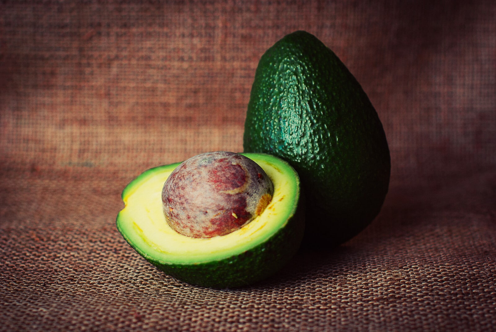 10 Animals that Eat Avocados (With Pictures) Fauna Facts