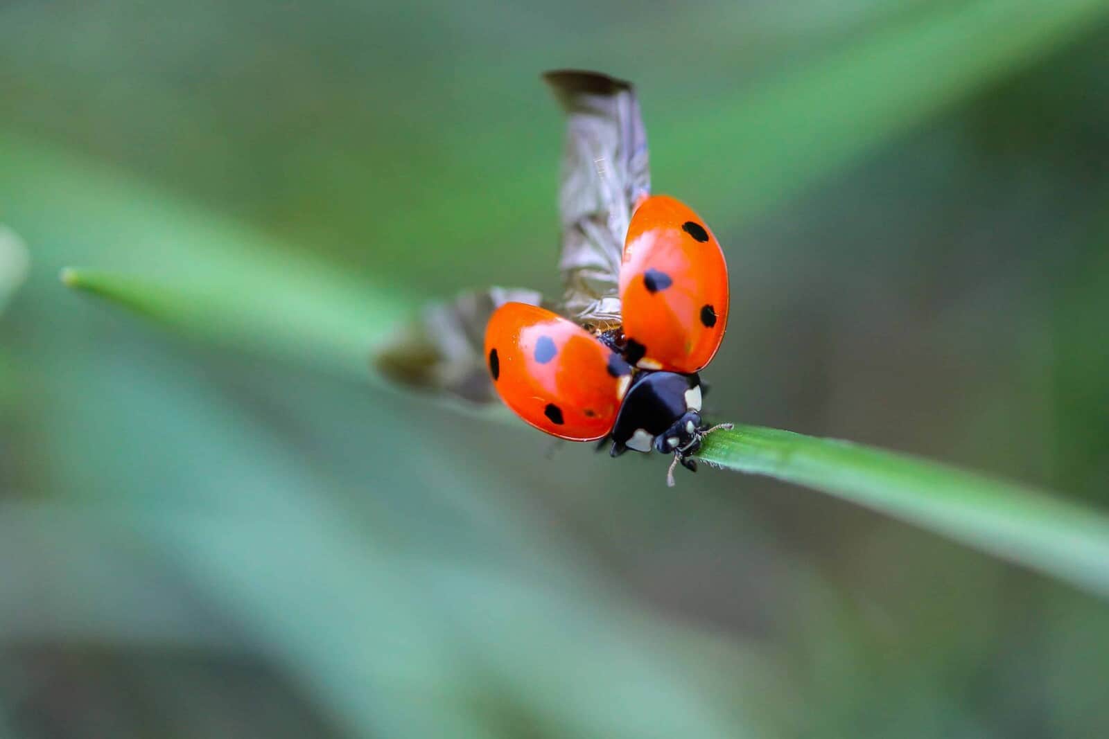 Red Ladybug Spiritual Meaning & Symbolism (13 Omens) Fauna Facts