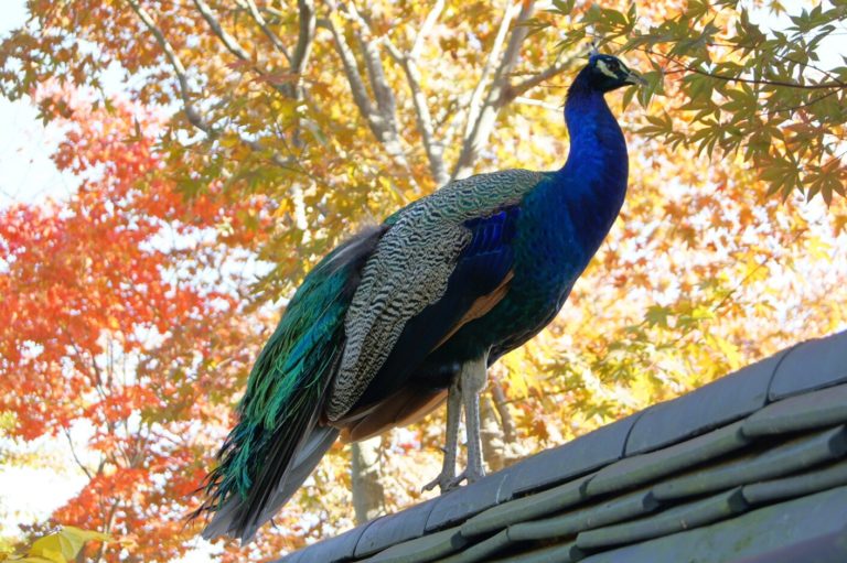 How Much Does a Peacock Cost? (50 to 2000) Fauna Facts