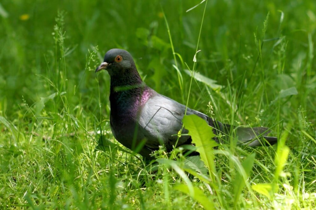 25 Birds that Look Like Doves (A to Z List with Pictures) Fauna Facts