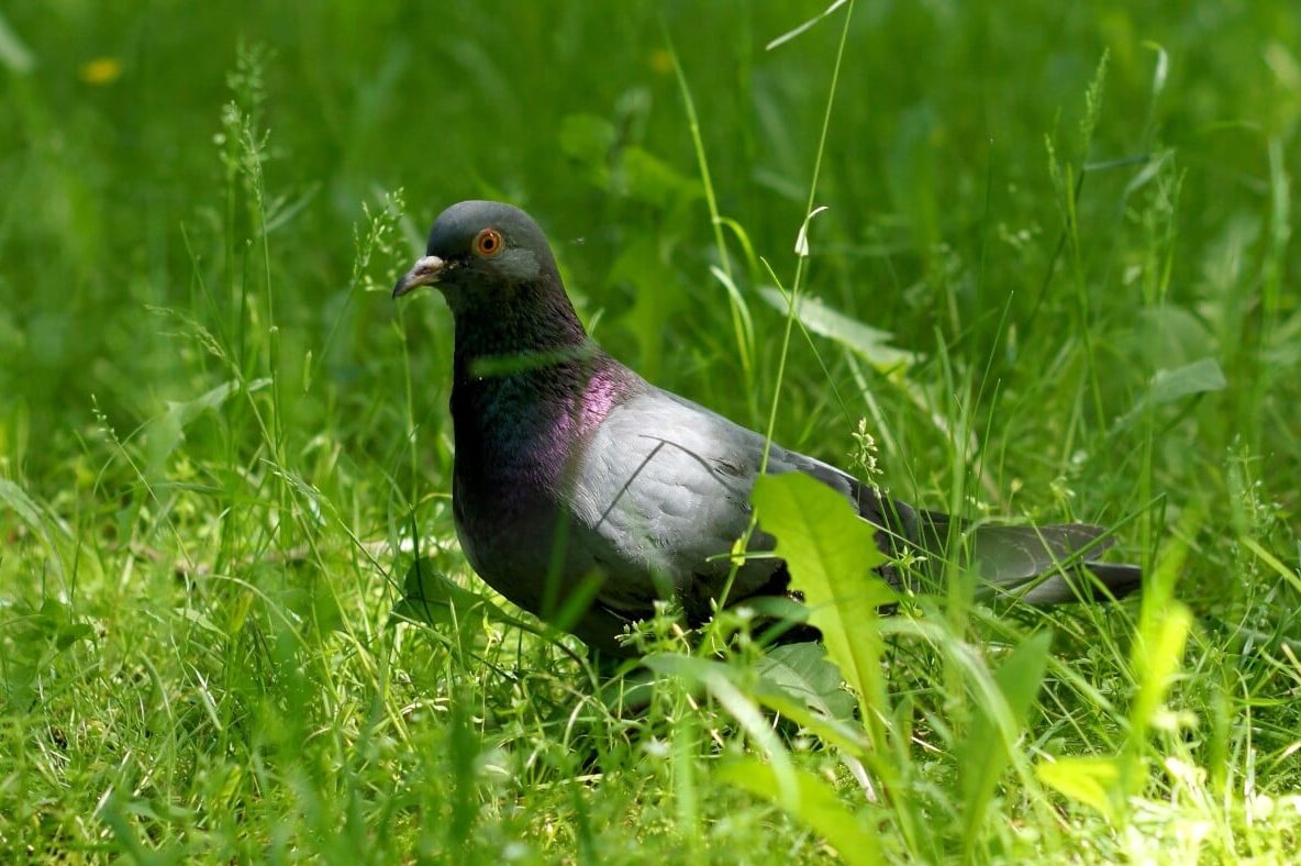 25 Birds that Look Like Doves (A to Z List with Pictures) Fauna Facts