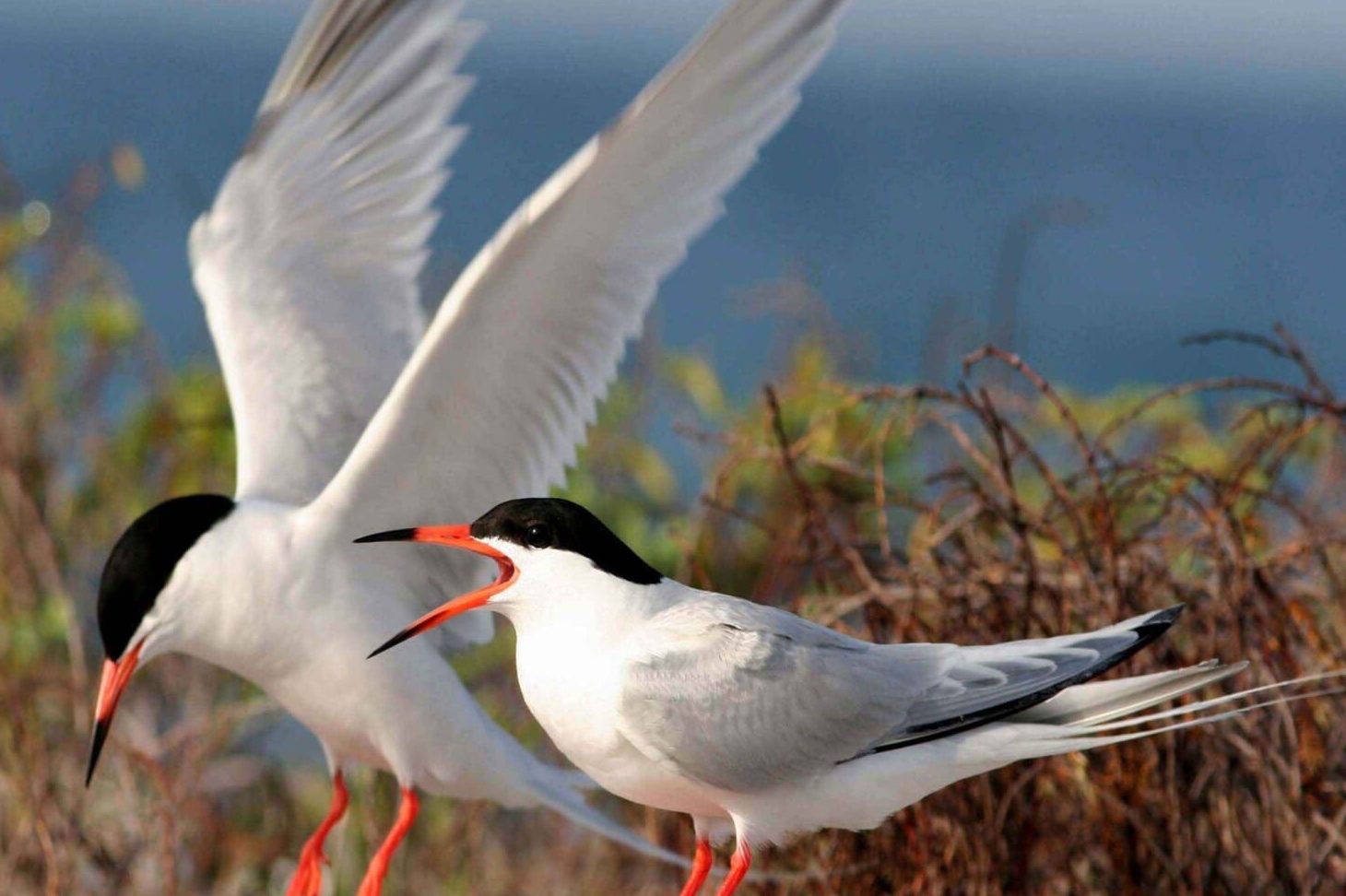 28 Birds that Look Like Seagulls (A to Z List with Pictures) Fauna Facts