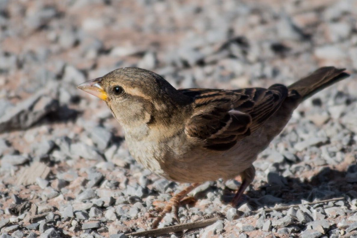 33 Birds that Look Like Sparrows (A to Z List with Pictures) Fauna Facts