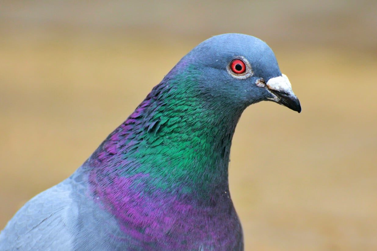 25 Birds that Look Like Doves (A to Z List with Pictures) Fauna Facts