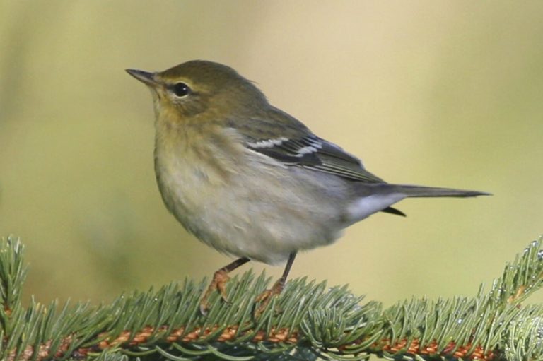 41 Birds with Yellow Feathers (A to Z List with Pictures) Fauna Facts