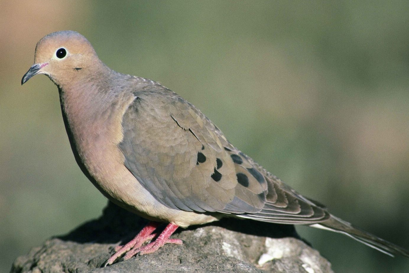 25 Birds that Look Like Doves (A to Z List with Pictures) Fauna Facts
