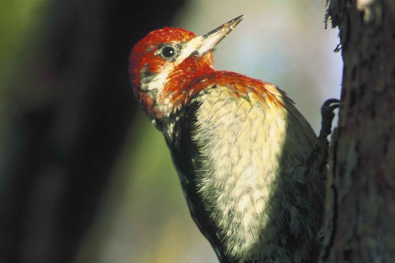 30 Birds with Red on Their Head (A to Z List with Pictures) Fauna Facts