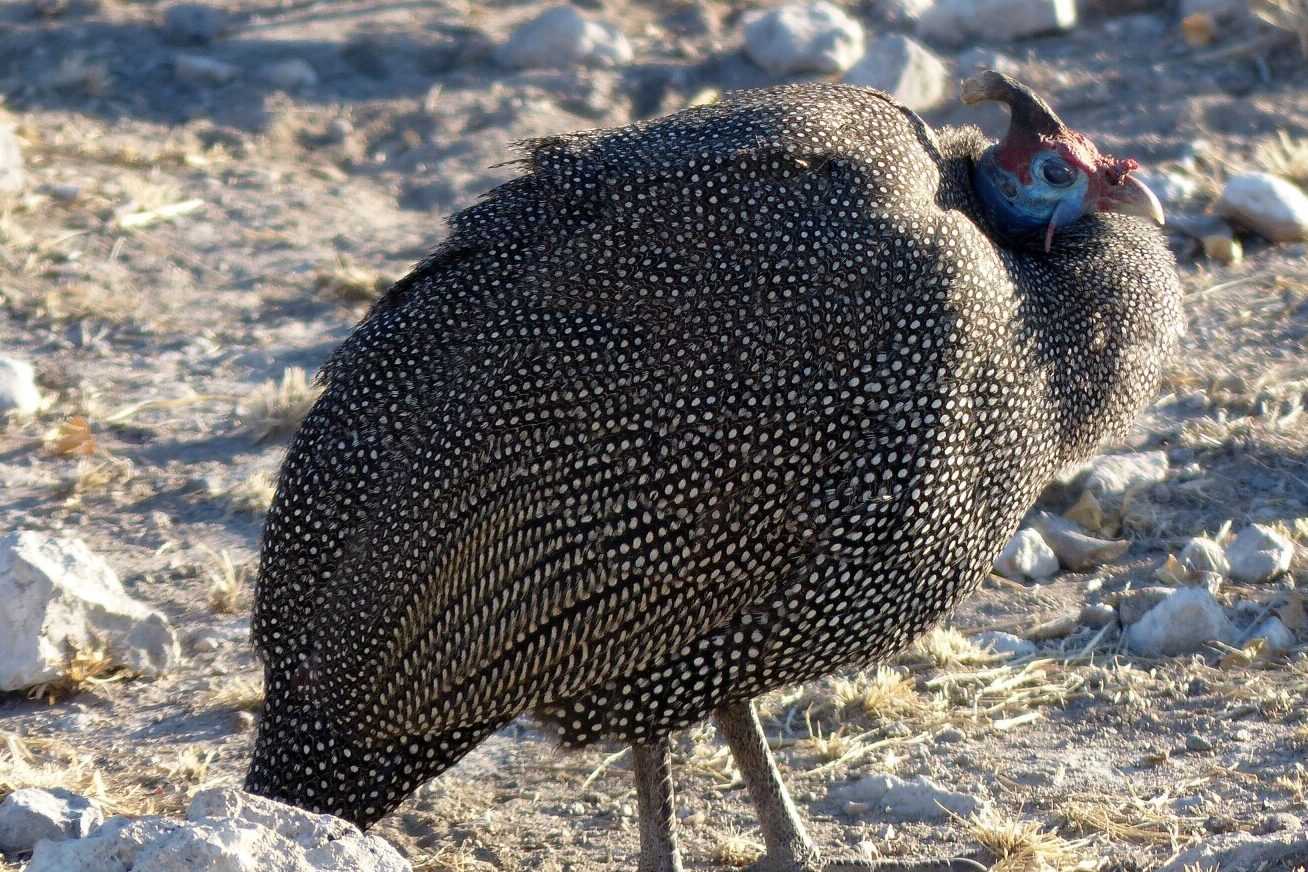 26 Birds that Eat Ticks (A to Z List with Pictures) Fauna Facts