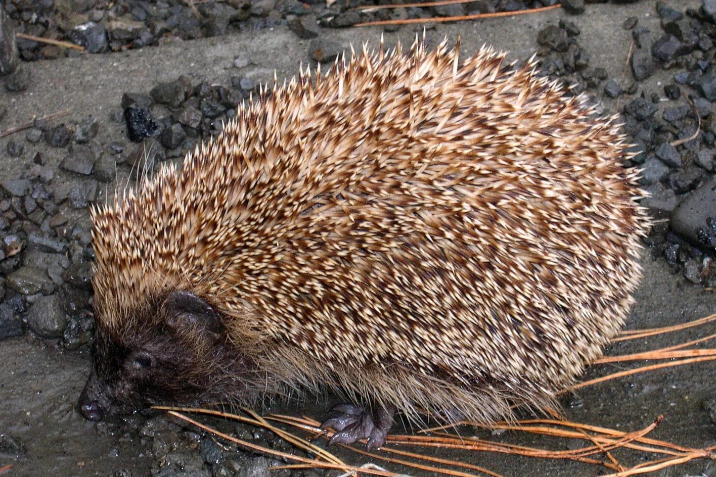 35 Animals that Look Like Porcupines (List with Pictures) Fauna Facts