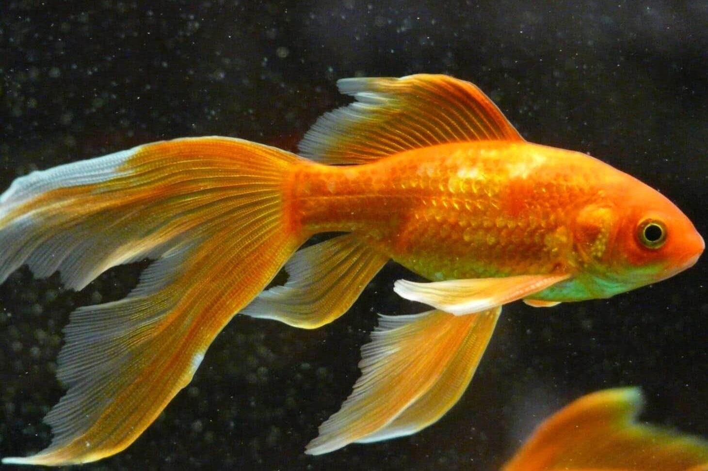 25 Fish that Give Live Birth (List with Pictures) – Fauna Facts