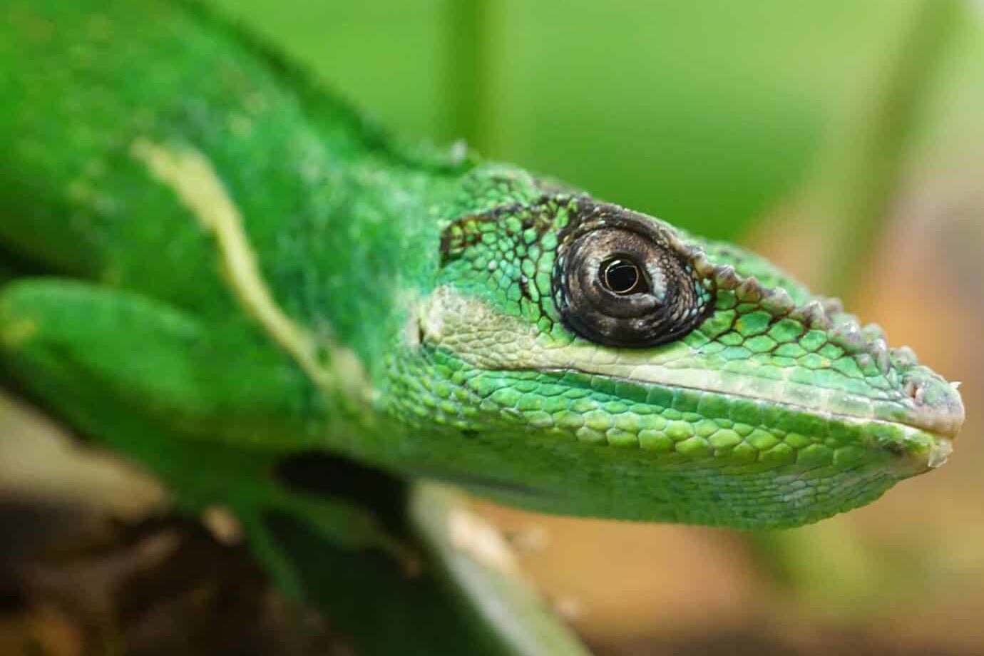 30 Animals Like Lizards (A to Z List with Pictures) Fauna Facts