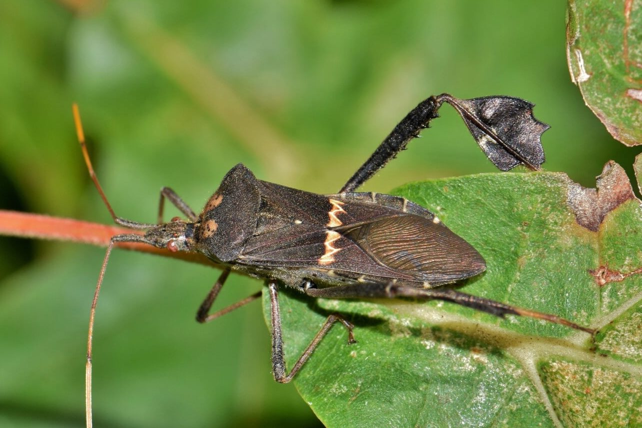 13 Insects that Look Like Leaves (A to Z List + Pictures) Fauna Facts