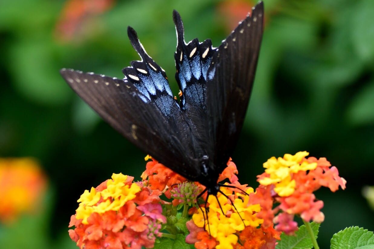 12 Poisonous Butterflies (A to Z List with Pictures) Fauna Facts