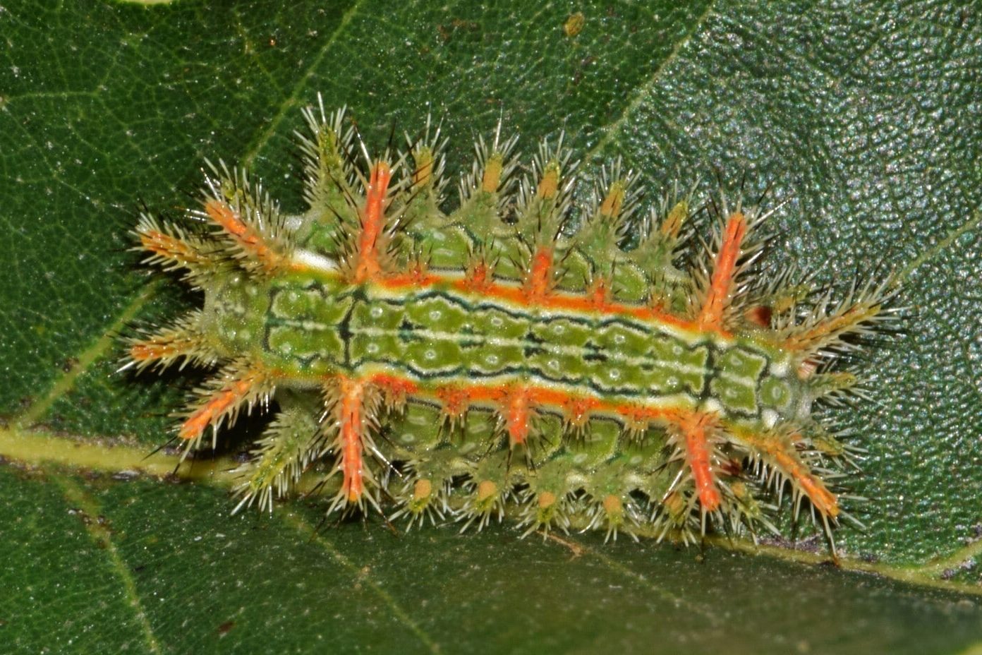 34 Poisonous Bugs (A to Z List with Pictures) Fauna Facts